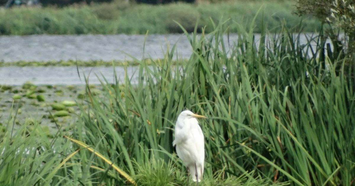 Balade D Couverte De La R Serve Naturelle Et Observation Des Oiseaux