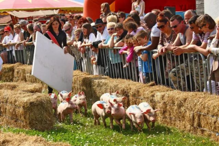 Quelques-unes des manifestations inscrites au programme de la Ronde des Fêtes. Ici, la Fête du Cochon à Ungersheim