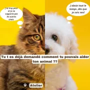 Atelier : j aide mon chat ,j aide mon chien 