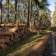 Rando du jeudi en forêt de Roumare (10 kms)