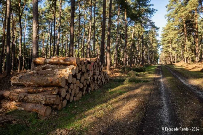 Rando du jeudi en forêt de Roumare (10 kms)