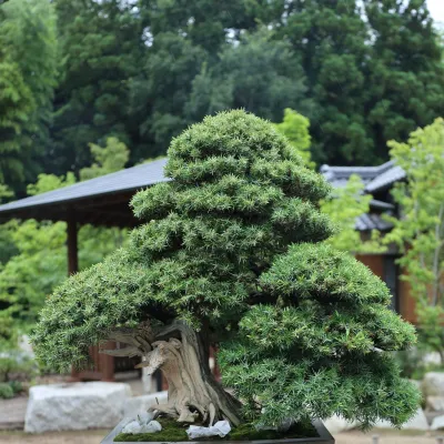 BONSAI EXPO 2024