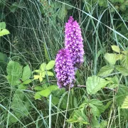 Cultiver des orchidées dans son jardin