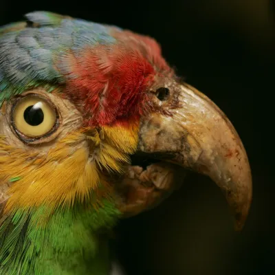 Musée d'Histoire naturelle et d'Ethnographie de Colmar