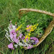 Atelier : Les Plantes sauvages comestibles en cuisine