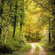 Rando du jeudi en forêt de Roumare (10 kms)