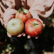 Pommes ! - présentation et dégustation