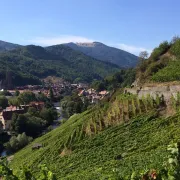 Visite : à la découverte du patrimoine vigneron de Thann