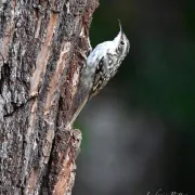 La forêt vivante !