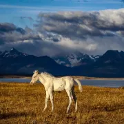 Regards sur le monde - Patagonie, à la lisière du monde