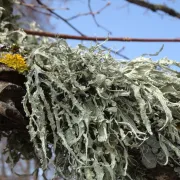 Découverte des mousses et des lichens en Alsace