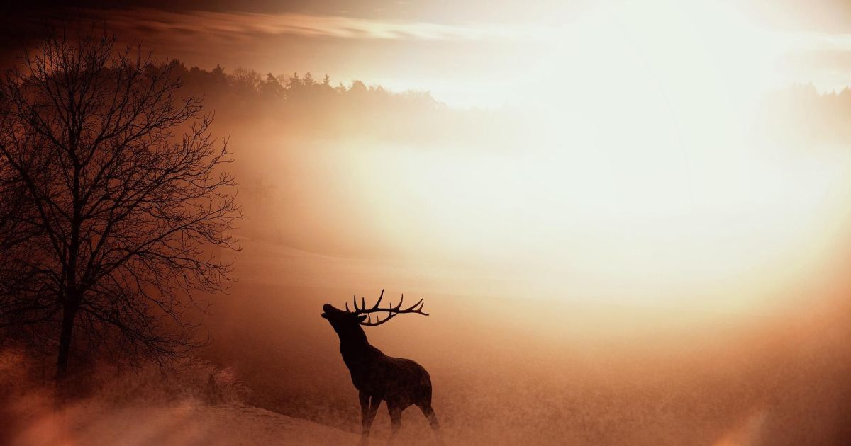 A L Coute Du Brame Du Cerf Vivez Le Brame Du Cerf Au Domaine Du Hirtz