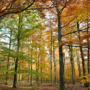 Rando du jeudi en forêt de Roumare (10 kms)