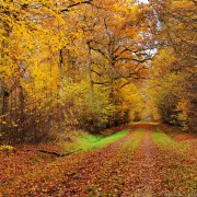 Randonnée Couleurs d'automne en forêt de Jumièges