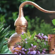 Atelier : Initiation à la distillation des plantes aromatiques