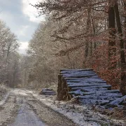 Rando en forêt d'Eawy (14 kms)