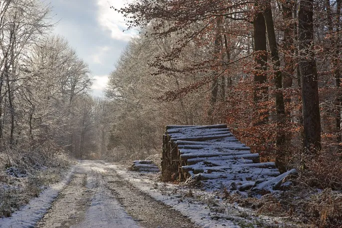 Rando en forêt d'Eawy (14 kms)