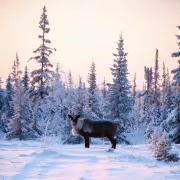 Conférence débat : la véritable histoire de rovaniemi, la ville du pere-noël