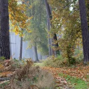 Rando du jeudi en forêt de Roumare (10 kms)