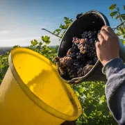 Vendanges Touristiques au Domaine Weinzaepfel 