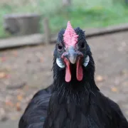 Préparer Noël à la Ferme d'Argentin