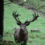 Soirées brame du cerf