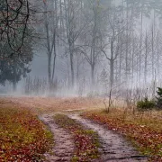 Rando du jeudi en forêt de Roumare (10 kms)