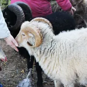 Une Ferme à la Bassette