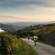 Trail en Côte-Rôtie