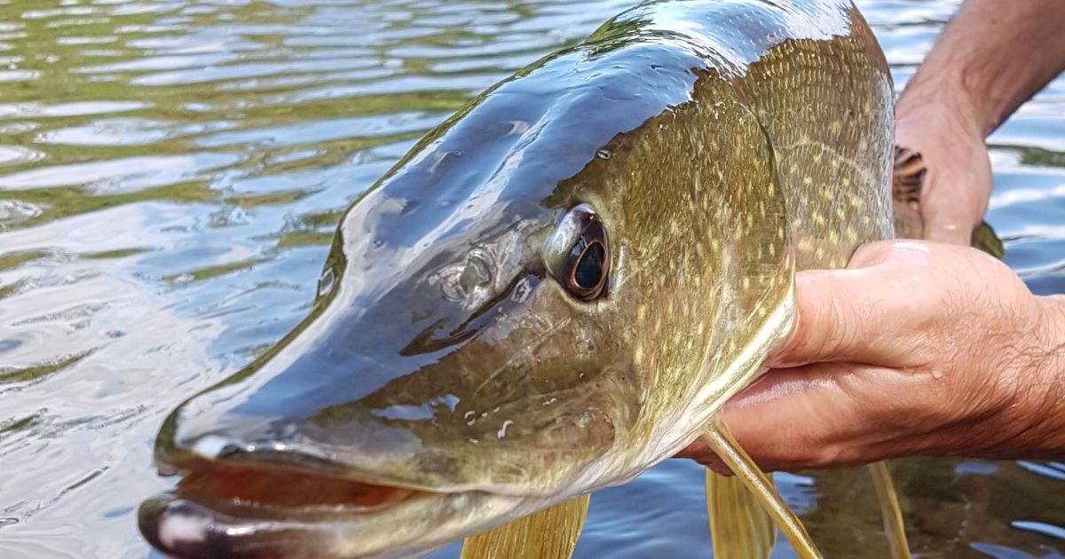 Ouverture De La Peche Du Brochet Date Horaires Tarifs