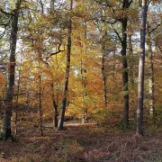 Rando dernières couleurs d'automne (15kms)