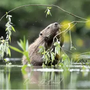 Conférence sur le castor