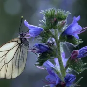 Lumière sur les papillons du massif vosgien