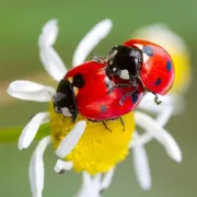 Atelier Permaculture : Chouchouter la biodiversité pour protéger le potager