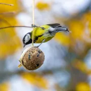 Identification des oiseaux de nos villes