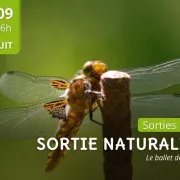 Sortie nature : le ballet des libellules