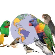 Découvrez les oiseaux du Monde