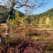 Paysages forestiers des Hautes-Vosges. Hier, aujourd\'hui et demain?