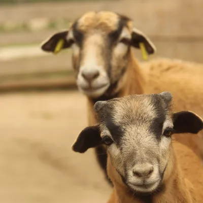 Parc animalier de la Sainte Victoire