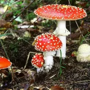 exposition de champignons