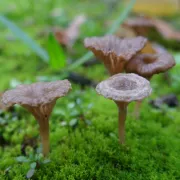 Rendez-vous nature - Les champignons