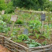 Atelier : Le Potager selon Hildegarde de Bingen