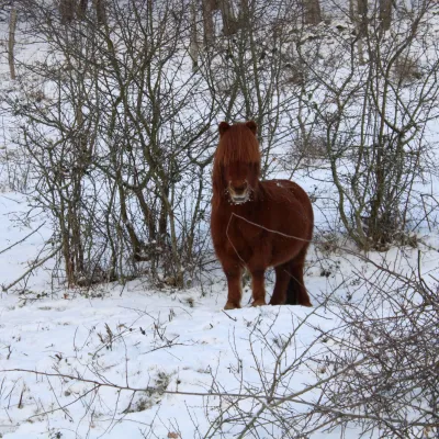 L'hiver à la Ferme d'Argentin