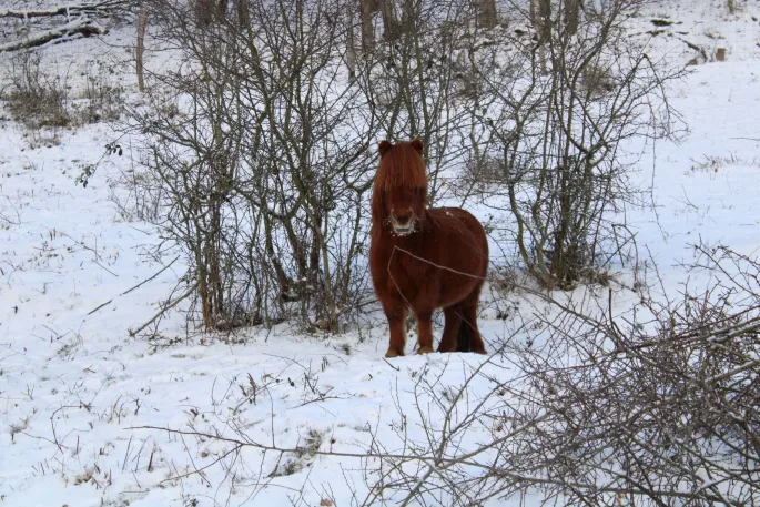 L'hiver à la Ferme d'Argentin