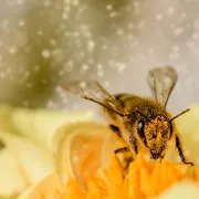 Découverte de l\'apiculture lors de la fête des rues de Brunstatt