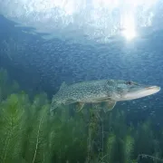 « Le fleuve invisible, un trésor sous la plaine du Rhin » de Serge Dumont