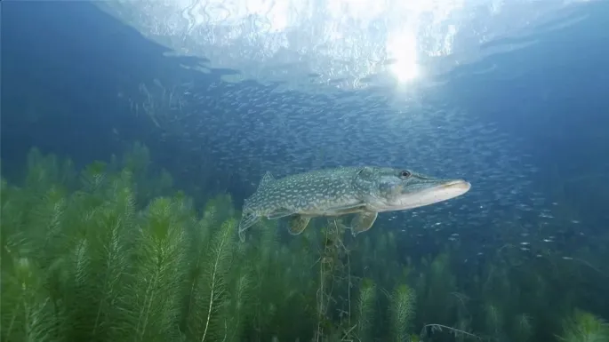 « Le fleuve invisible, un trésor sous la plaine du Rhin » de Serge Dumont