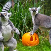 Nocturne d\'Halloween au Zoo d\'Amnéville 