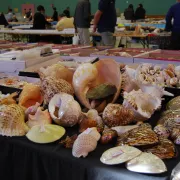 Salon du Coquillage