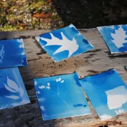 Atelier famille - découverte du cyanotype